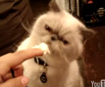 Gourmet Cat Eats Mashed Potatoes
